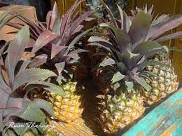 Antigua black pineapple for sale. Antigua Black Pineapple Rum Therapy