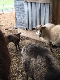 Book now at black cat in longmont, co. Be Sure To Ask If You Can Visit The Barn To See Sheep Goats Horses And Kittens Picture Of Black Cat Farmstead Stockholm Tripadvisor