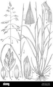 Image result for Poa binata