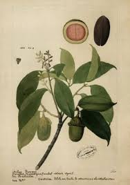 Image result for Lauraceae