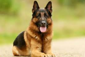 The majority of german shepherd puppies born, the first pup will be a male (typical male always impatient). At What Age Will Your Gsd Dog First Get Aggressive Anything German Shepherd