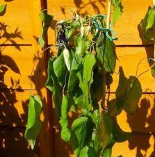 Initially i thought that it is a clematis wilt, but reading through variety of resources does not confirm this fact since leaves don't turn black and fall and they don't fade but rather being covered. Clematis Wilt