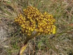 Image result for Crassula vaginata