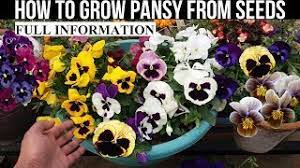How To Grow Pansy From Seed With Full Updates Youtube