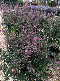 Image result for Amaranthus thunbergii