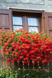 Des plantes qui poussent facilement. Plante Repulsive Anti Moustiques Lesquelles Choisir Fleurs Tombantes Plante Contre Les Moustiques Jardins Champetres