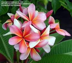 Today S Bloom Is Plumeria Sundance Plumeria Rubra Plumeria Rubra Plumeria Flower Art