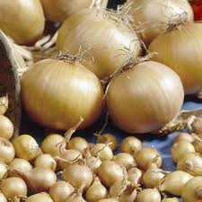 Check spelling or type a new query. Sturon Onion Sets Vegetables Veseys