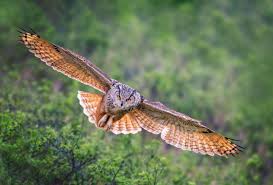Image result for Bubo