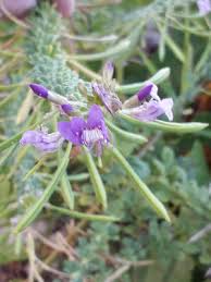 Image result for Cleome stricta