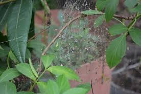 Image result for Erianthemum ngamicum