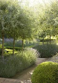 Pleached Olive Trees And Lavender Olive Trees Landscape Olive Trees Garden Mediterranean Landscaping