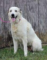 Pch offers fun quizzes on a wide range of topics. 99 Adoptable Dogs Ideas Dogs Dog Adoption Pets