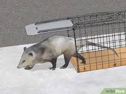 We did not find results for: 4 Ways To Deter Possums From Your Garden Wikihow