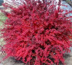 Red Leaf Barberry Berberis Thunbergii Colorful Shrubs Perennial Shrubs Red Shrubs