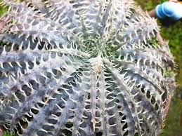 Image result for Volkiella disticha