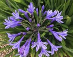 Growing Agapanthus