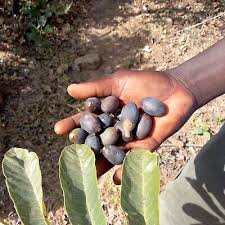 Image result for Canarium schweinfurthii