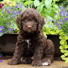 A doodle puppy might be what you're looking for. Springerdoodle Puppies For Sale Greenfield Puppies