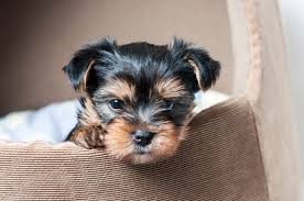 Get a boxer please send text to 19058697296 asking for current video of the puppies. Ultimate Guide To Caring For Yorkie Puppies Trudog