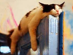 صورة قط نائم فوق حافة الباب صور 2015 مدونة ألف بطاقة و بطاقة Crazy Cats Cat Sleeping Cats