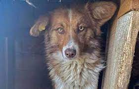 Vermittlung von hunden aus spanischen tötungsstationen und tierheimen. Vier Hunde Aus Rumanischen Sheltern Und Totungsstationen Suchen Aufnahmepaten 11 Mai 2021