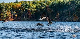 You can either click on the image above to launch the new site or click on the following link bipc's new website. Big Island Pond Photography Home Facebook