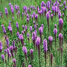 Meadow Blazing Star Seeds Liatris Wildflower Seeds Flower Seeds