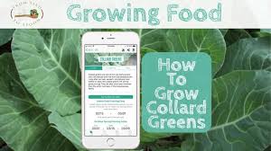 New leaves will continue grow from the center during cool weather. Collard Greens How To Grow And When To Plant In Your Backyard Or Patio Garden From Seed To Spoon Vegetable Garden Planner Mobile App
