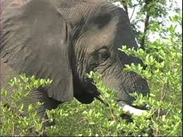 They will also consume 30 to 50 gallons of water a day. Elephants Eating Youtube