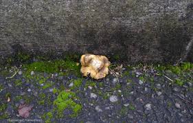 Image result for Scleroderma polyrhizon