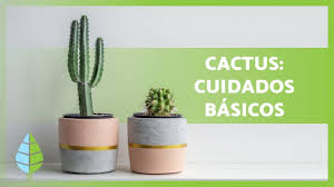 Cuidar la temperatura a la que vas a exponer a un cactus es de lo más importante. 15 Tipos De Cactus Nombres Fotos Y Cuidados Con Video