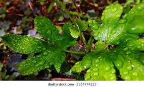 Image result for Lygodiaceae