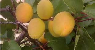 Abricoti Abricota Abricot Nefles Jardins