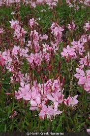 Image result for Oenothera lindheimeri