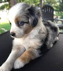 Australian shepherds are a truly versatile breed. Pin On New Dog Australian Shepherd