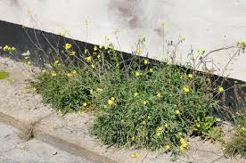 Image result for Diplotaxis tenuifolia