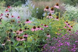 Image result for Vernonia purpurea