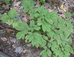 Image result for Blue Cohosh