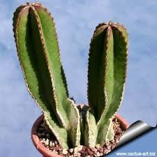 Image result for Lophocereus marginatus