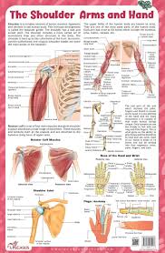Tests you can do yourself.,shifting focus (part 1) | china quad diaries,soft tissues of the shoulder. Buy The Shoulder Arms And Hand Thick Laminated Chart Book Online At Bookish Santa
