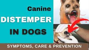 Canine Distemper Virus - I Love Veterinary