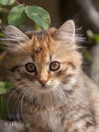 Nayru Ist Ein 10 Wochen Altes Deutsch Langhaarkatzchen Aus Der Zucht Von Sinthari Cats And Kittens Cats Beautiful Cats