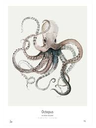 Ocean Octopus Print 50 X 70 Pieuvre Dessin Art Sur Le Theme Du Cerf Les Arts