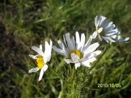 Image result for Gerbera viridifolia