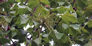 Image result for Sterculia quinqueloba