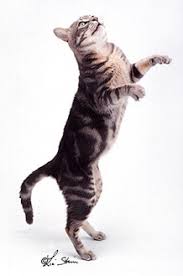 Anf Classificazione Del Mantello Del Gatto Una Guida