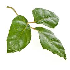 Image result for Cissus