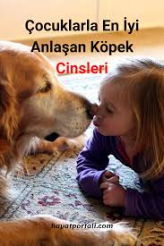 kopekler alemi panosundaki pin