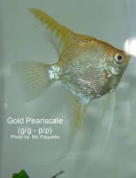 Angelfish Genetics Types Of Angelfish